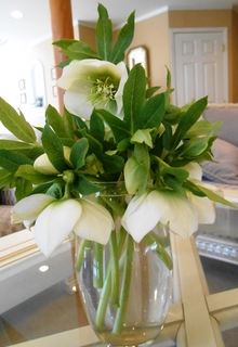 DSCN0747.JPG