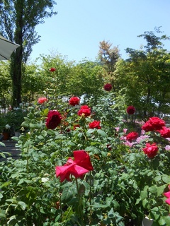 DSCN0935.JPG