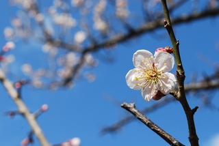 DSC_1212.JPG