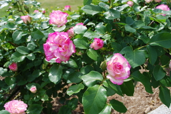 DSC_2104.JPG