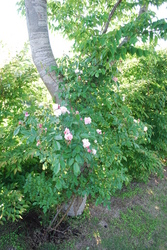 DSC_2147.JPG
