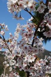 DSC_12041.jpg